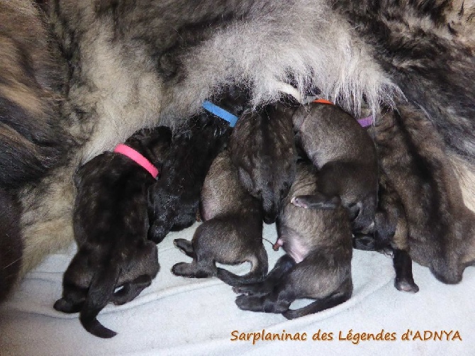 Des Légendes D'Adnya - Fachka a donné naissance à 8 petites merveilles !